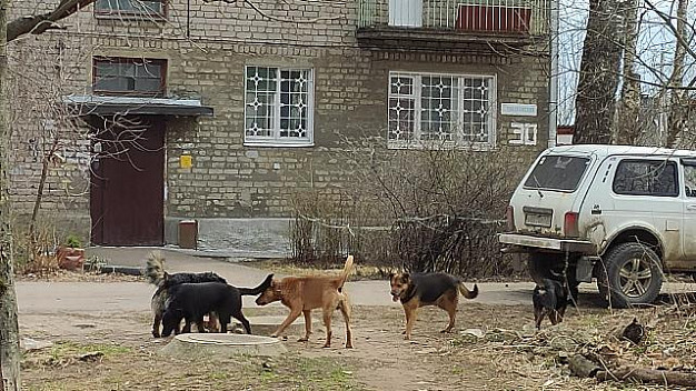 На Соликамской улице появились бродячие собаки